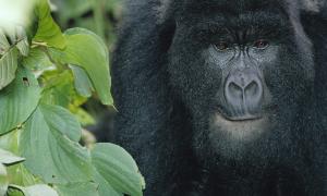 mountain gorilla in the Virunga National Park. Photo: WWF